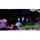 Amphiprion ocellaris Black M