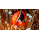 Amphiprion frenatus - Poisson-clown tomate S