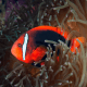 Amphiprion frenatus - Poisson-clown tomate S