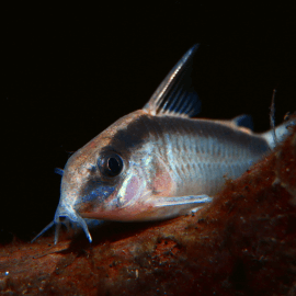 Corydoras arcuatus - Sauvage Colombie