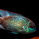 Andinoacara pulcher Electric Blue 5-6cm