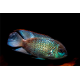 Andinoacara pulcher Electric Blue 5-6cm