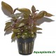 Alternanthera Reineckii "Purple" PREMIUM - Plante d'aquarium colorée