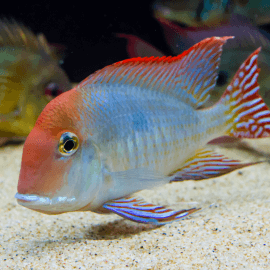 Geophagus sp. red head Tapajos - Elevage Taïwan 6-8cm