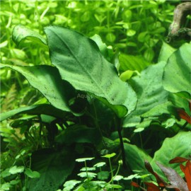 Anubias Barteri Caladiifolia 1705 Pied Mère Tropica