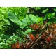 Anubias Barteri Caladiifolia 1705 Pied Mère Tropica