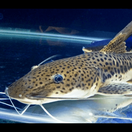 Phractocephalus X Pseudoplatystoma Hybride Poisson Chat Leopard 5 6cm Elevage Indonesie Aquaplante