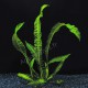 Aponogeton Boivinianus - Plante d'aquarium