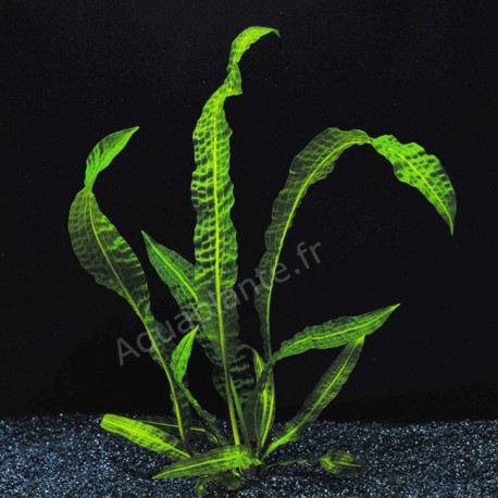 Aponogeton Boivinianus - Plante d'aquarium