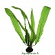 Aponogeton Boivinianus - Plante d'aquarium