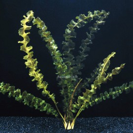 Aponogeton Capuroni - Plante d'aquarium