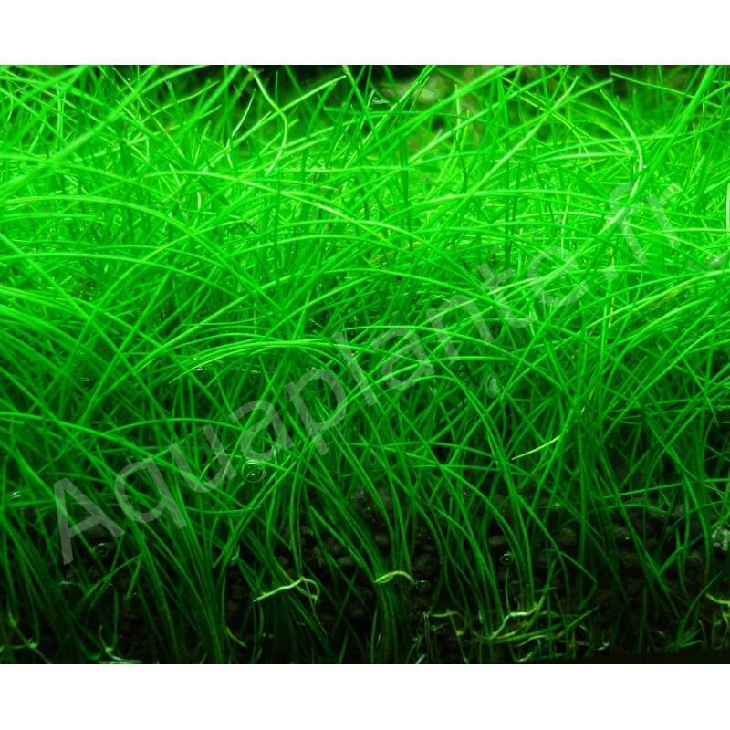 Plantes Plantes d