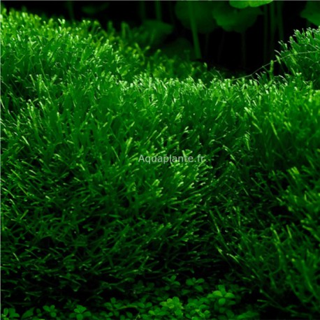 VIVANTE AQUARIUM PLANTES / Mousse / Facile / Uk Vendeur