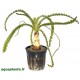 Crinum Calamistratum en pot Tropica
