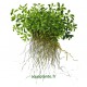 Glossostigma Elatinoides Tropica