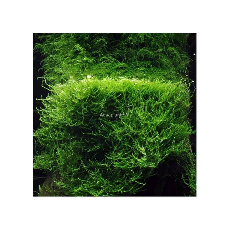 Mousses pour aquarium Taxiphyllum Barbieri (Mousse de Java) PREMIUM pour aquarium eau douce