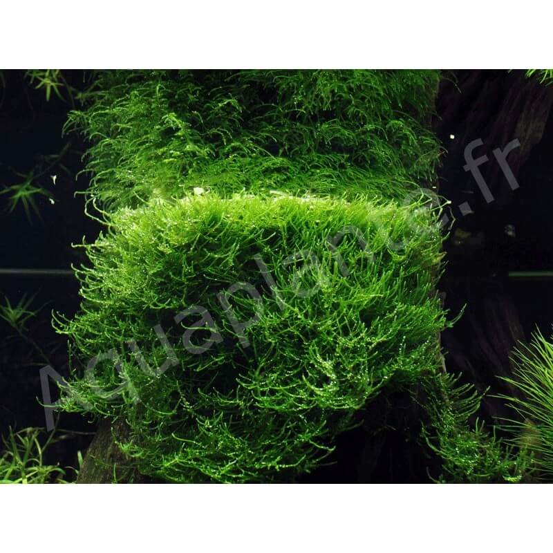 Mousses pour aquarium Taxiphyllum Barbieri (Mousse de Java) PREMIUM pour aquarium eau douce