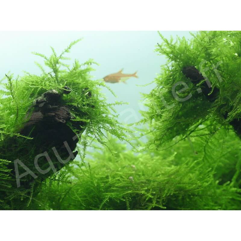 Mousses pour aquarium Taxiphyllum Barbieri (Mousse de Java) PREMIUM pour aquarium eau douce