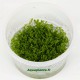 Hemianthus Callitrichoides Cuba In Vitro - Plante d'aquarium gazonnante