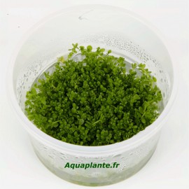 Hemianthus Callitrichoides Cuba In Vitro - Plante d'aquarium gazonnante