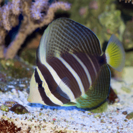 Zebrasoma veliferum - Chirurgien voilier S-M