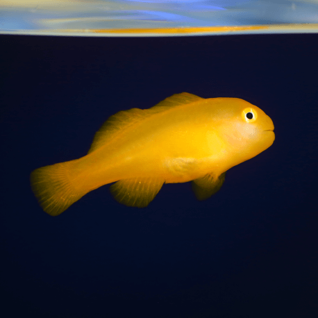 Gobiodon okinawae -  Gobie corail jaune M