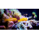 Gobiodon okinawae -  Gobie corail jaune M
