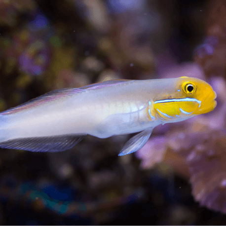 Valenciennea strigata - Gobie aux joues bleues M-L