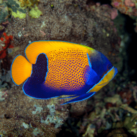 Pomacanthus navarchus - Poisson-ange amiral M