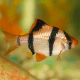 Puntigrus (Puntius) tetrazona - Barbus de Sumatra