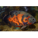 Astronotus ocellatus Black Mix 10-12cm