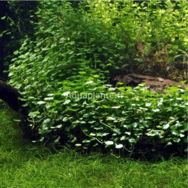 Hydrocotyle Sibthorpioides Maritima - Plante d'aquarium