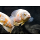 Astronotus ocellatus Albinos Mix 10-12cm