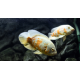 Astronotus ocellatus Albinos Mix 10-12cm