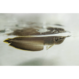 Osteoglossum ferreirai - Arowana noir - Sauvage Colombie Small