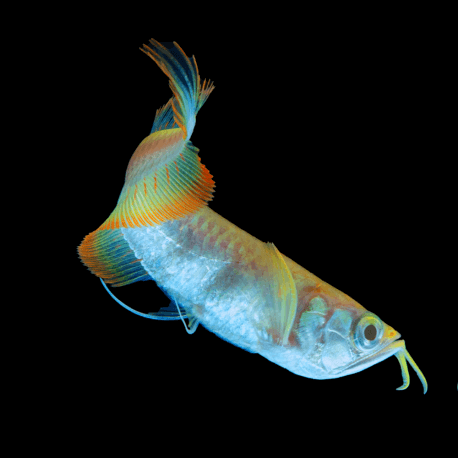 Osteoglossum bicirrhosum - Arowana argenté Albinos (Elevage) 20-25cm