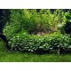 Hydrocotyle Sibthorpioides Maritima - Plante d'aquarium