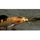 Clarias batrachus Marbré - Silure grenouille marbré 10-15cm