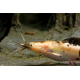 Clarias batrachus Marbré - Silure grenouille marbré 10-15cm