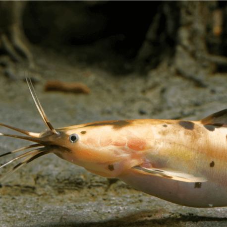 Clarias batrachus Marbré - Silure grenouille marbré 10-15cm