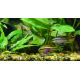 Pelvicachromis pulcher L-XL couple