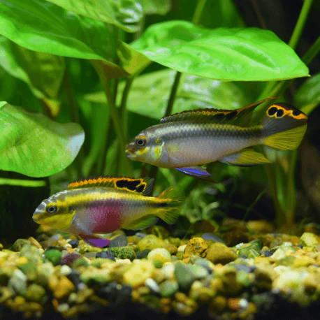 Pelvicachromis pulcher L-XL couple