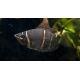 Sphaerichthys osphromenoides - Gourami chocolat L-XL