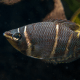 Sphaerichthys osphromenoides - Gourami chocolat L-XL