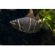 Sphaerichthys osphromenoides - Gourami chocolat L-XL