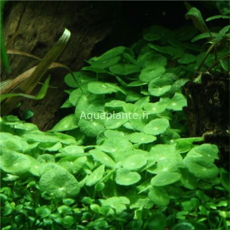 Hydrocotyle Verticillata