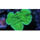 Montipora plateau vert frag