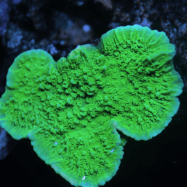 Montipora plateau vert frag