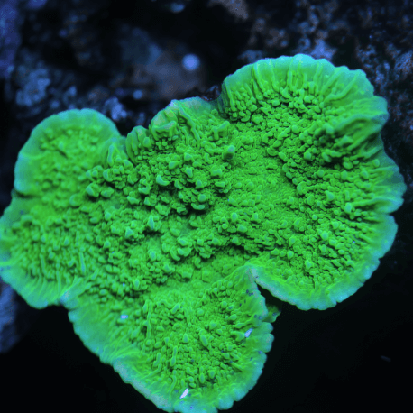 Montipora plateau vert frag