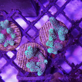 Seriatopora caliendrum frag XS